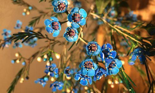 绽放色彩斑斓的澳梅花(追寻花海的奇妙语言) 绽放色彩斑斓的澳梅花(追寻花海的奇妙语言)