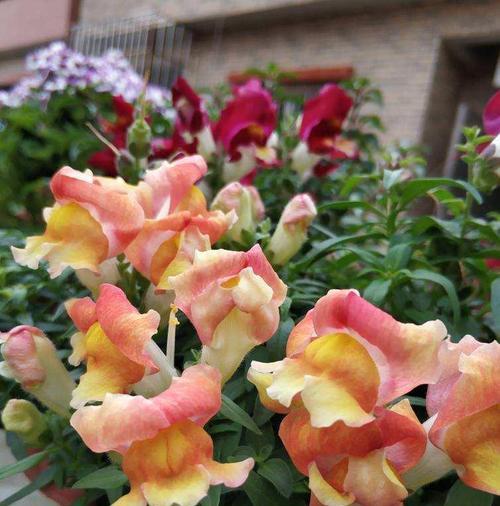 金鱼草一年开几次花？如何确保持续开花？