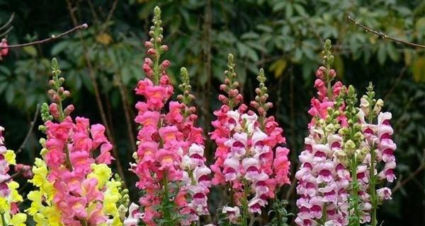 金鱼草一年开几次花？如何确保持续开花？