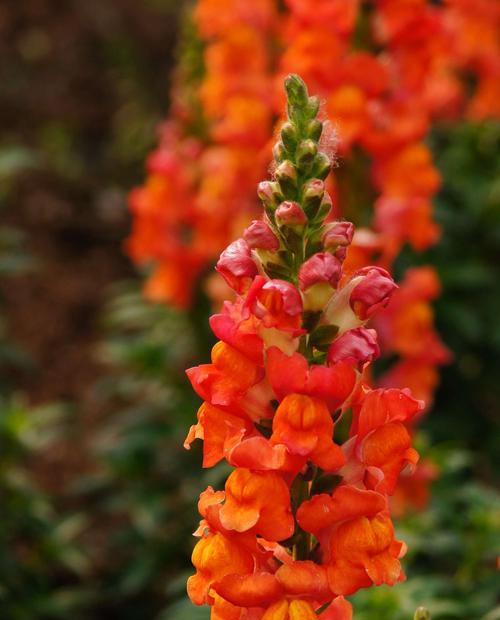金鱼草一年开几次花？如何确保持续开花？