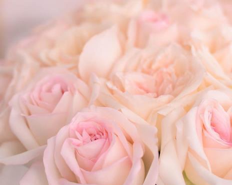 粉色玫瑰花的深刻寓意（揭秘粉色玫瑰花的五大象征意义）