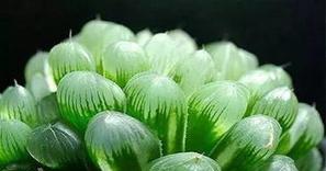 玉露生根困难怎么办？快速生根的秘诀是什么？