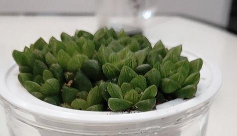 玉露生根困难怎么办？快速生根的秘诀是什么？