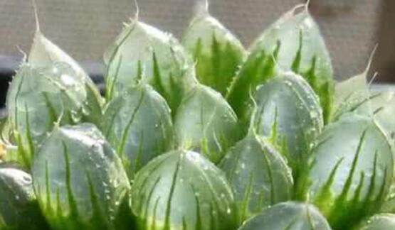 玉露生根困难怎么办？快速生根的秘诀是什么？