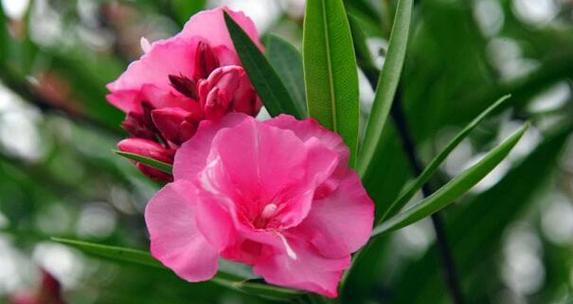 记忆之花（以红玫瑰为媒介）