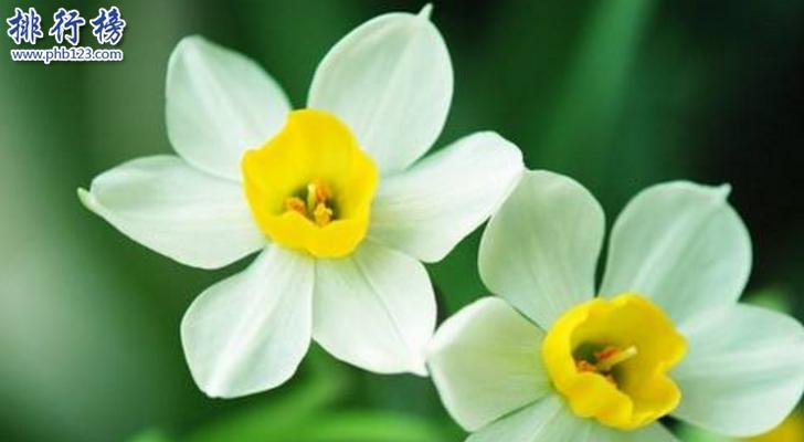 记忆之花（以红玫瑰为媒介）