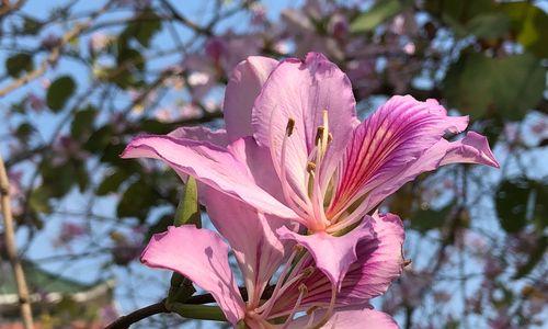 紫荆花的花语（紫荆花的花语与寓意）