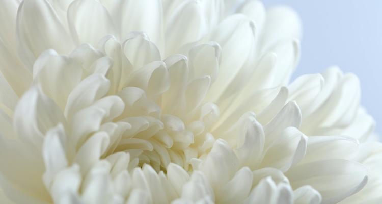 哀悼的花语（用花言语表达内心的伤痛与缅怀）