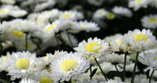 哀悼的花语（用花言语表达内心的伤痛与缅怀）