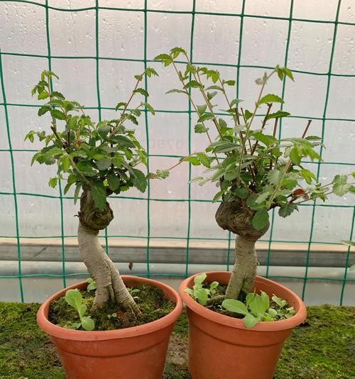 榆树盆景换土的最佳时间是什么时候？换土方法有哪些？