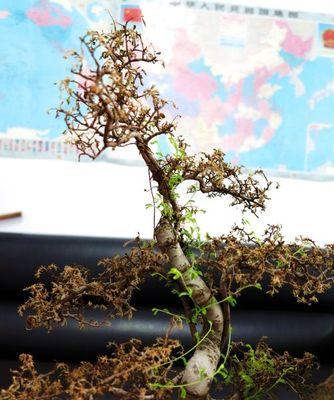 榆树盆景换土的最佳时间是什么时候？换土方法有哪些？