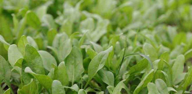 夏天种植菠菜的正确方法和常见问题解答？