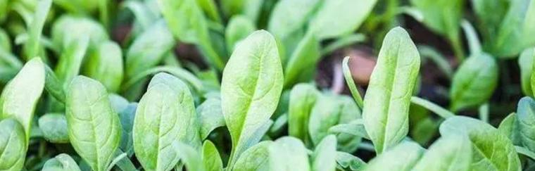 夏天种植菠菜的正确方法和常见问题解答？