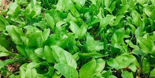 夏天种植菠菜的正确方法和常见问题解答？