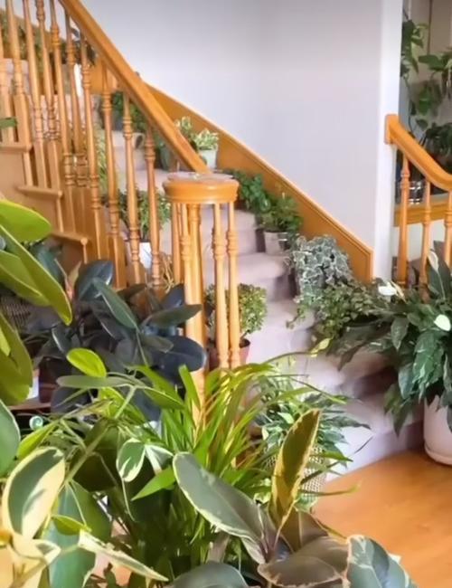 楼梯口适合放什么植物？如何选择合适的植物装饰？