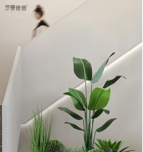 楼梯口适合放什么植物?如何选择合适的植物装饰?