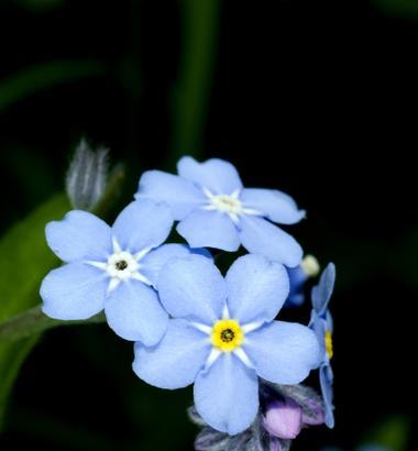以忘情花为主题的花语揭示人们忘记往事的渴望(忘情花与人类情感的纠结与追求) 以忘情花为主题的花语揭示人们忘记往事的渴望(忘情花与人类情感的纠结与追求)