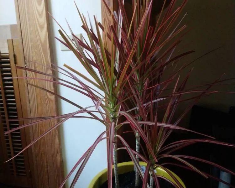 千年木叶子发软下垂怎么办？如何补救？