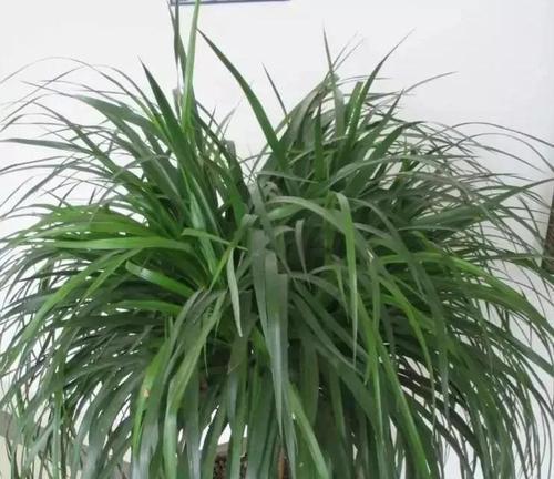 千年木叶子发软下垂怎么办？如何补救？