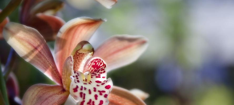 兰花之美(以兰花为主题揭示人生百态中的不同角色与命运) 兰花之美(以兰花为主题揭示人生百态中的不同角色与命运)