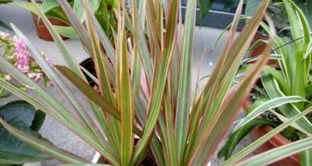 千年木叶子发软下垂怎么办？如何补救？