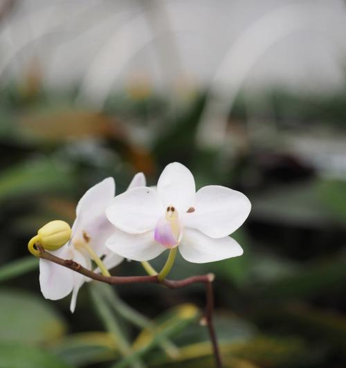 兰花之美(以兰花为主题揭示人生百态中的不同角色与命运) 兰花之美(以兰花为主题揭示人生百态中的不同角色与命运)
