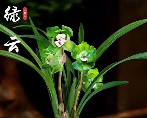 兰花之美（以兰花为主题揭示人生百态中的不同角色与命运）