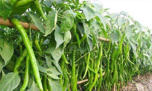 辣椒剪枝打顶的最佳时机是什么时候？剪枝方法有哪些？