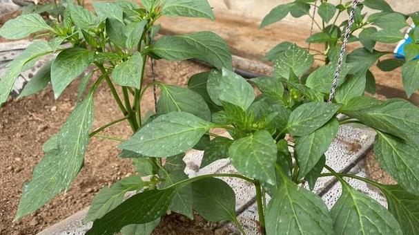 辣椒剪枝打顶的最佳时机是什么时候？剪枝方法有哪些？