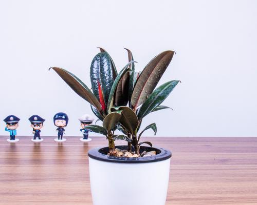 橡皮树之花语（解读橡皮树花语的奥秘）