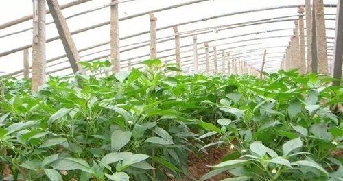 辣椒剪枝打顶的最佳时机是什么时候？剪枝方法有哪些？