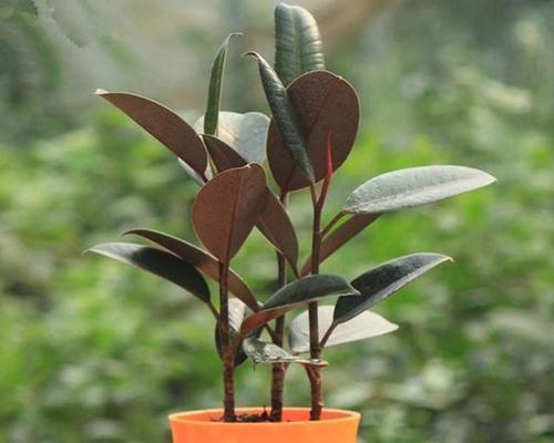 橡皮树之花语（解读橡皮树花语的奥秘）