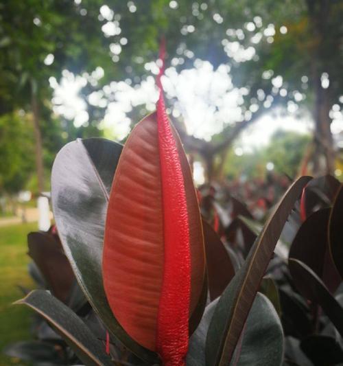 橡皮树之花语（解读橡皮树花语的奥秘）