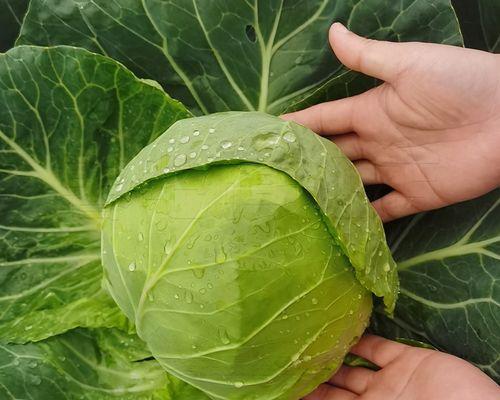 包心菜施什么肥最好？如何根据生长阶段选择肥料？