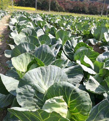 包心菜施什么肥最好？如何根据生长阶段选择肥料？