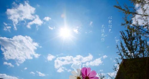 以代表正能量的花为主题的文章（花开花谢的美丽循环与人生哲理）