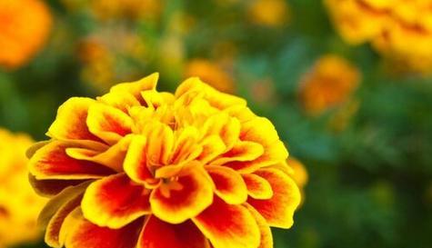 以代表正能量的花为主题的文章（花开花谢的美丽循环与人生哲理）