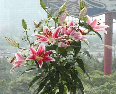 香水百合的寓意与意义(美丽花朵背后的丰富内涵)