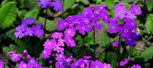 樱花的花语——美丽、希望与爱（樱花盛开的春天）