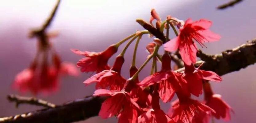 樱花的花语——美丽、希望与爱（樱花盛开的春天）