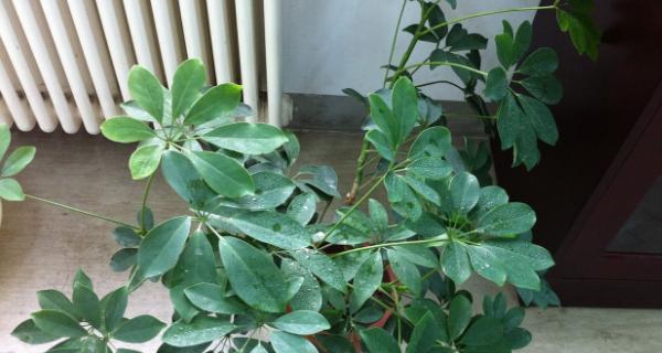 鸭脚木浇水方法是什么？多久浇一次水合适？