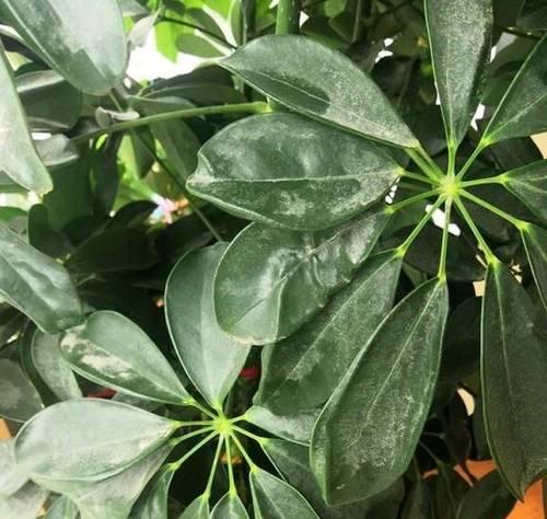 鸭脚木浇水方法是什么？多久浇一次水合适？