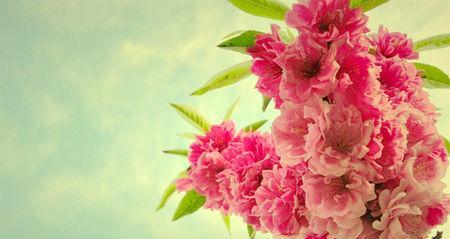 樱花的花语——美丽、希望与爱（樱花盛开的春天）