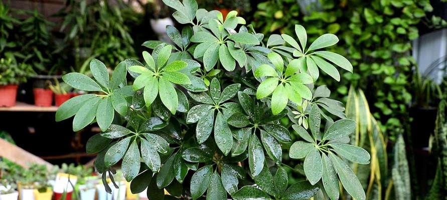 鸭脚木浇水方法是什么？多久浇一次水合适？