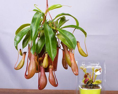 猪笼草花语（揭开猪笼草花的象征意义）