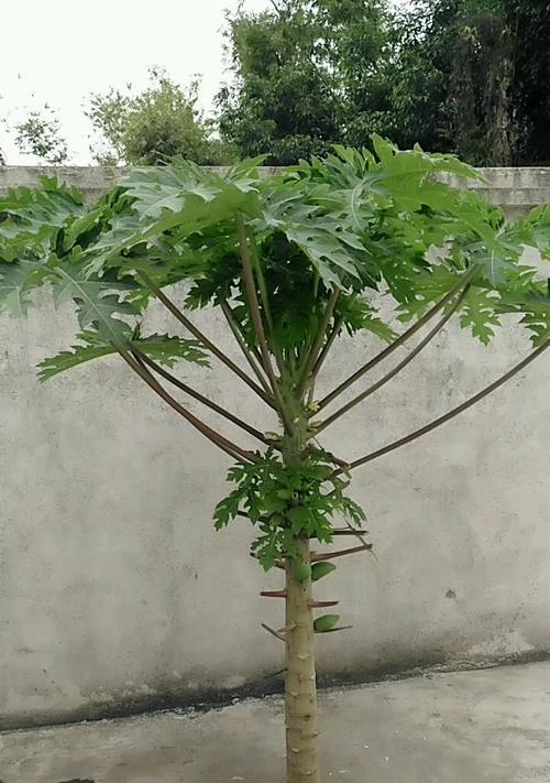 木瓜盆栽能结果吗？如何正确养护以促进果实生长？