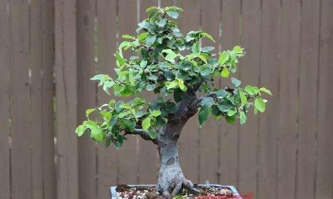 木瓜盆栽能结果吗？如何正确养护以促进果实生长？