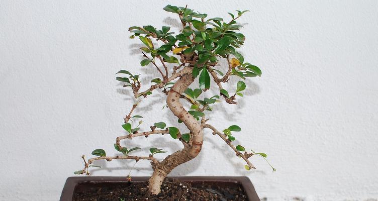 黑槐树剪枝的最佳时机是什么时候？剪枝后需要注意什么？