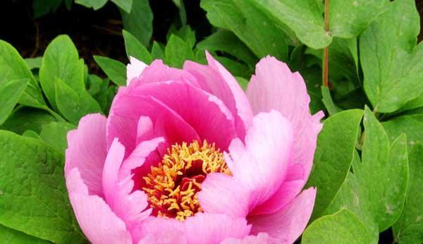 牡丹花的寓意与象征（华美的花卉中的吉祥之王）