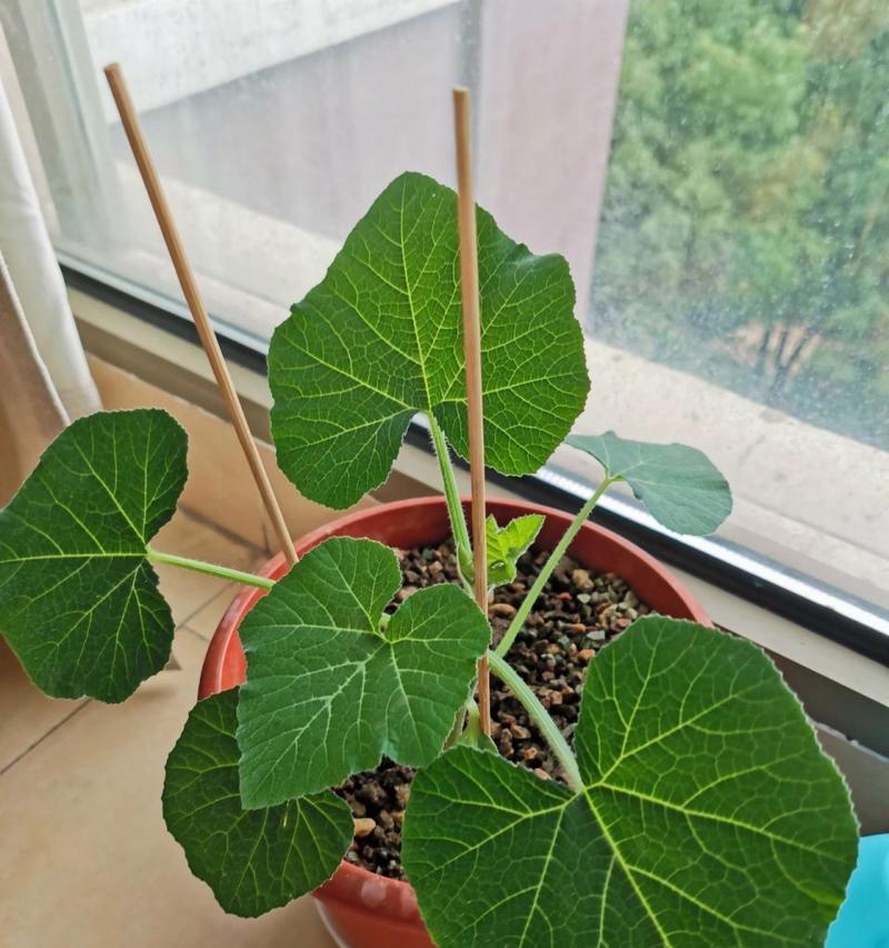 南瓜的生长环境是什么？南瓜适合在哪些地方种植？